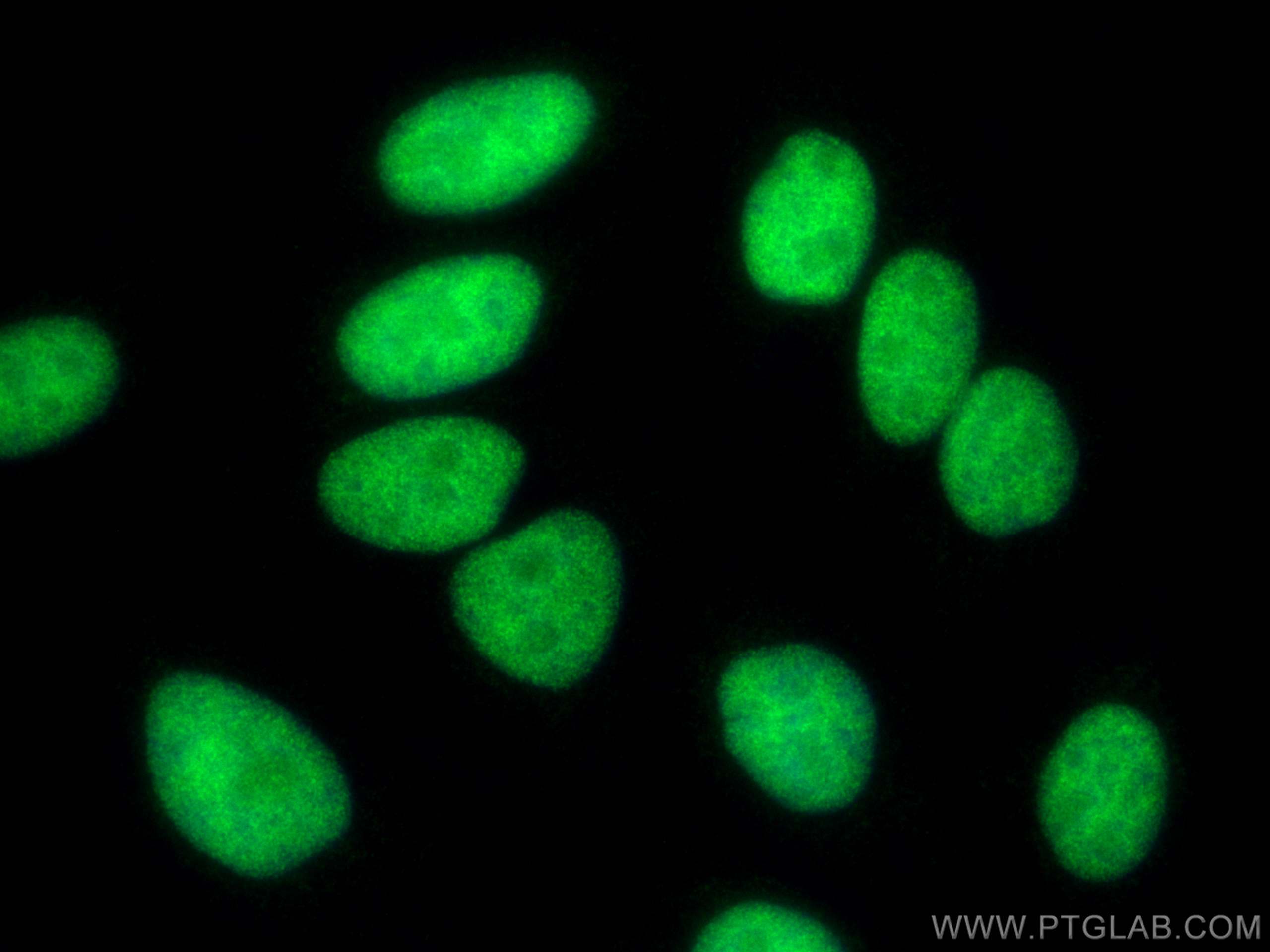 Immunofluorescence (IF) / fluorescent staining of HepG2 cells using YY1 Recombinant antibody (82712-3-RR)