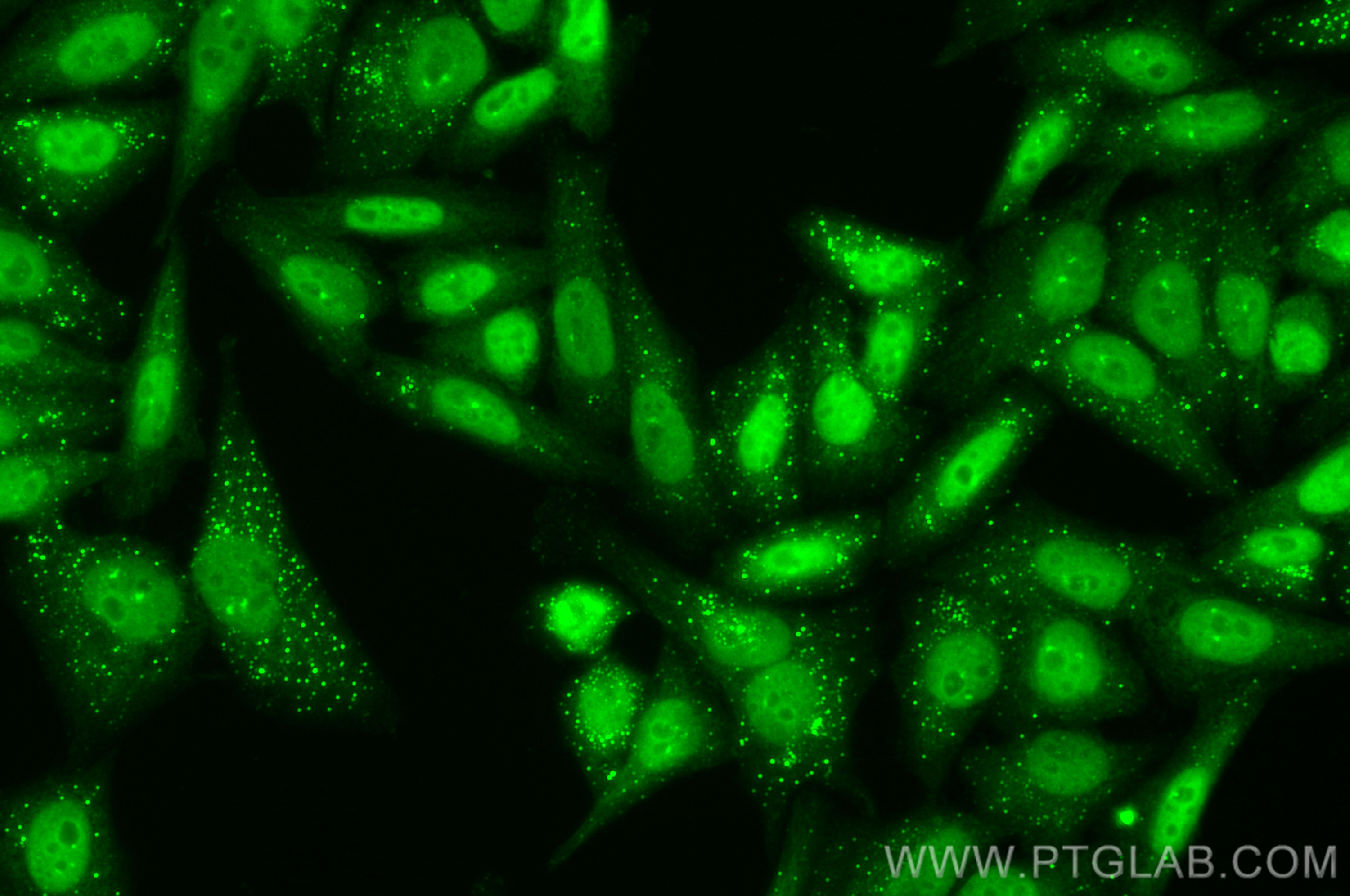 Immunofluorescence (IF) / fluorescent staining of HepG2 cells using CoraLite® Plus 488-conjugated YY1 Polyclonal antib (CL488-22156)