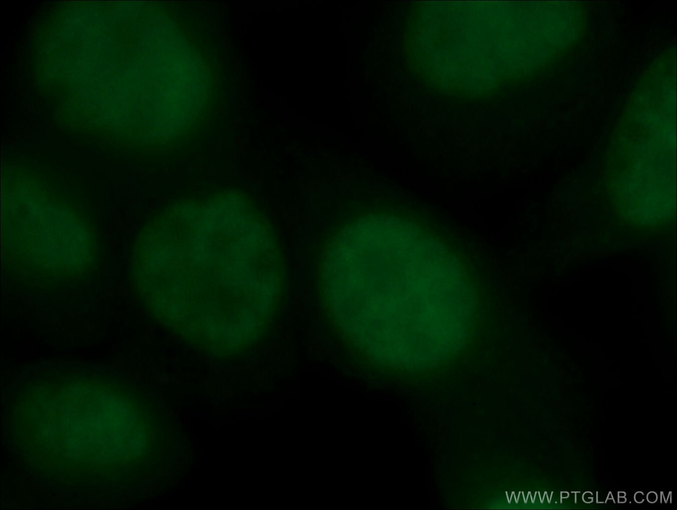 Immunofluorescence (IF) / fluorescent staining of HepG2 cells using CoraLite®488-conjugated YY1 Monoclonal antibody (CL488-66281)