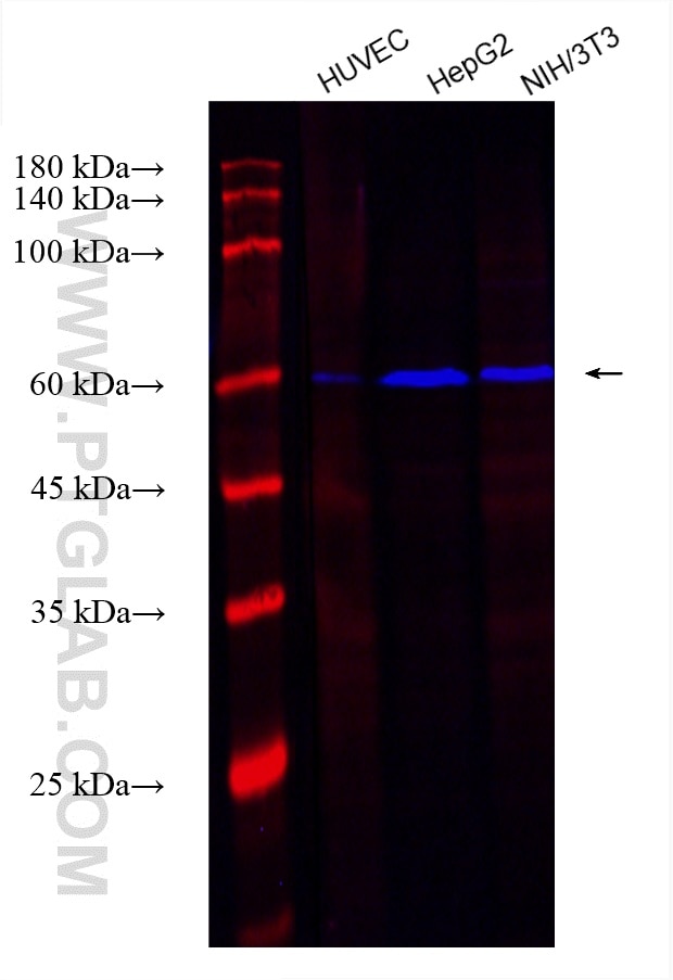 Western Blot (WB) analysis of various lysates using CoraLite® Plus 750-conjugated YY1 Monoclonal antib (CL750-66281)