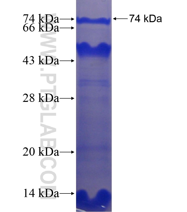 YY1 fusion protein Ag17732 SDS-PAGE