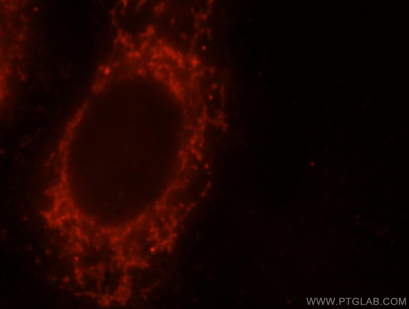 Immunofluorescence (IF) / fluorescent staining of HepG2 cells using YY1AP1 Polyclonal antibody (10425-1-AP)