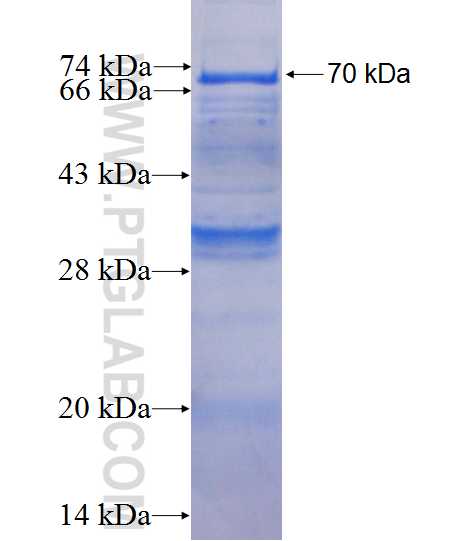 YY1AP1 fusion protein Ag0692 SDS-PAGE
