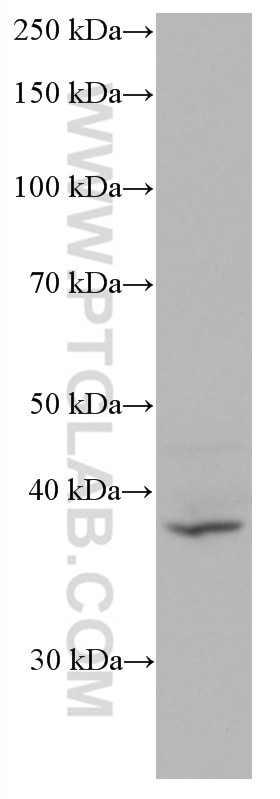 Western Blot (WB) analysis of MCF-7 cells using YY2 Monoclonal antibody (66839-1-Ig)