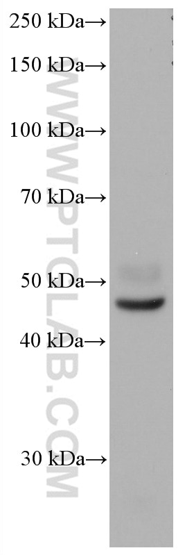 Western Blot (WB) analysis of human kidney tissue using YY2 Monoclonal antibody (66839-1-Ig)