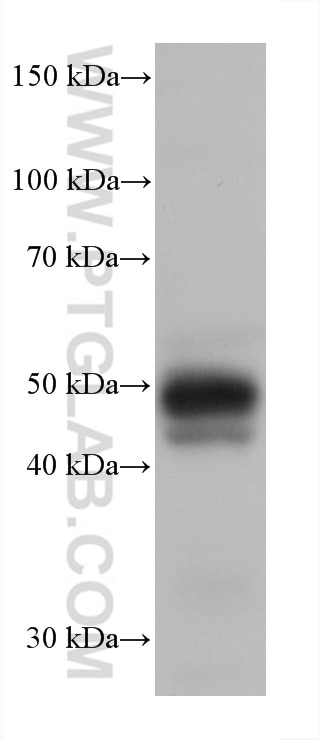 Western Blot (WB) analysis of human placenta tissue using YY2 Monoclonal antibody (66839-1-Ig)