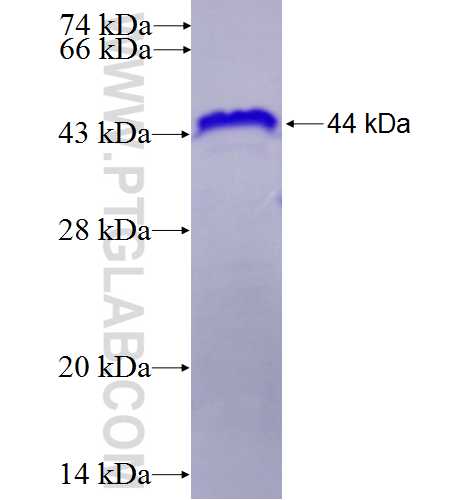 YY2 fusion protein Ag25373 SDS-PAGE