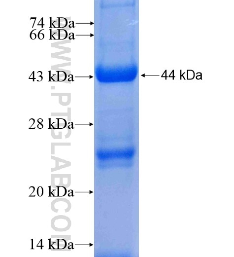 ZADH2 fusion protein Ag7136 SDS-PAGE