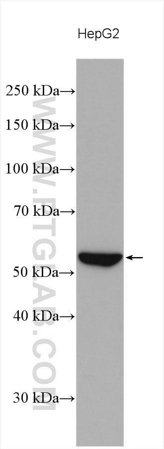 Western Blot (WB) analysis of various lysates using ZAK Polyclonal antibody (14945-1-AP)