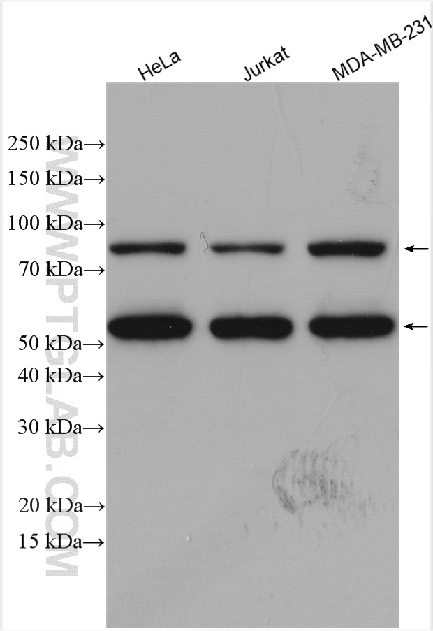 Western Blot (WB) analysis of various lysates using ZAK Polyclonal antibody (28761-1-AP)