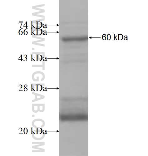 ZAK fusion protein Ag7670 SDS-PAGE
