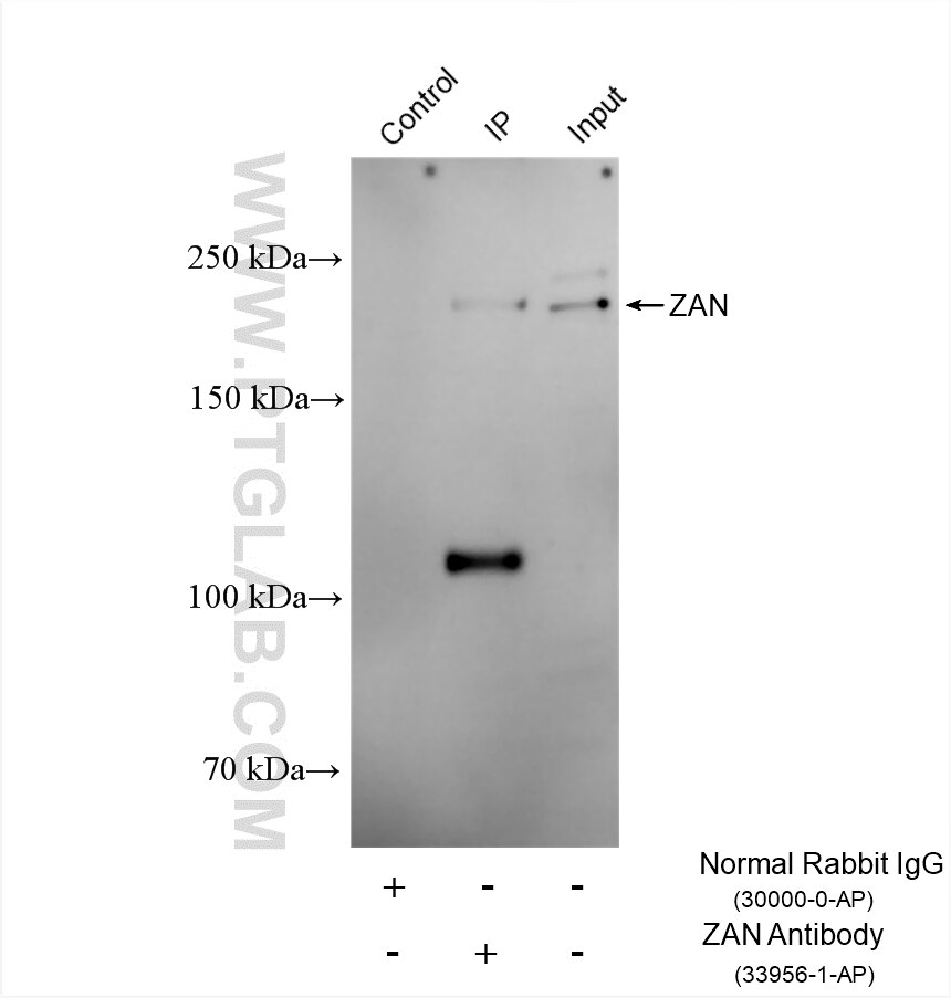 Immunoprecipitation (IP) experiment of mouse testis tissue using ZAN Polyclonal antibody (33956-1-AP)