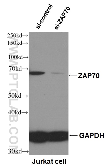 WB analysis of Jurkat using 60200-2-Ig