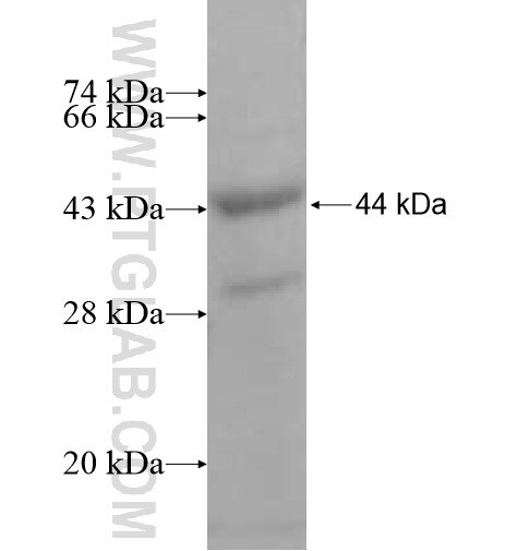 ZAP70 fusion protein Ag12951 SDS-PAGE