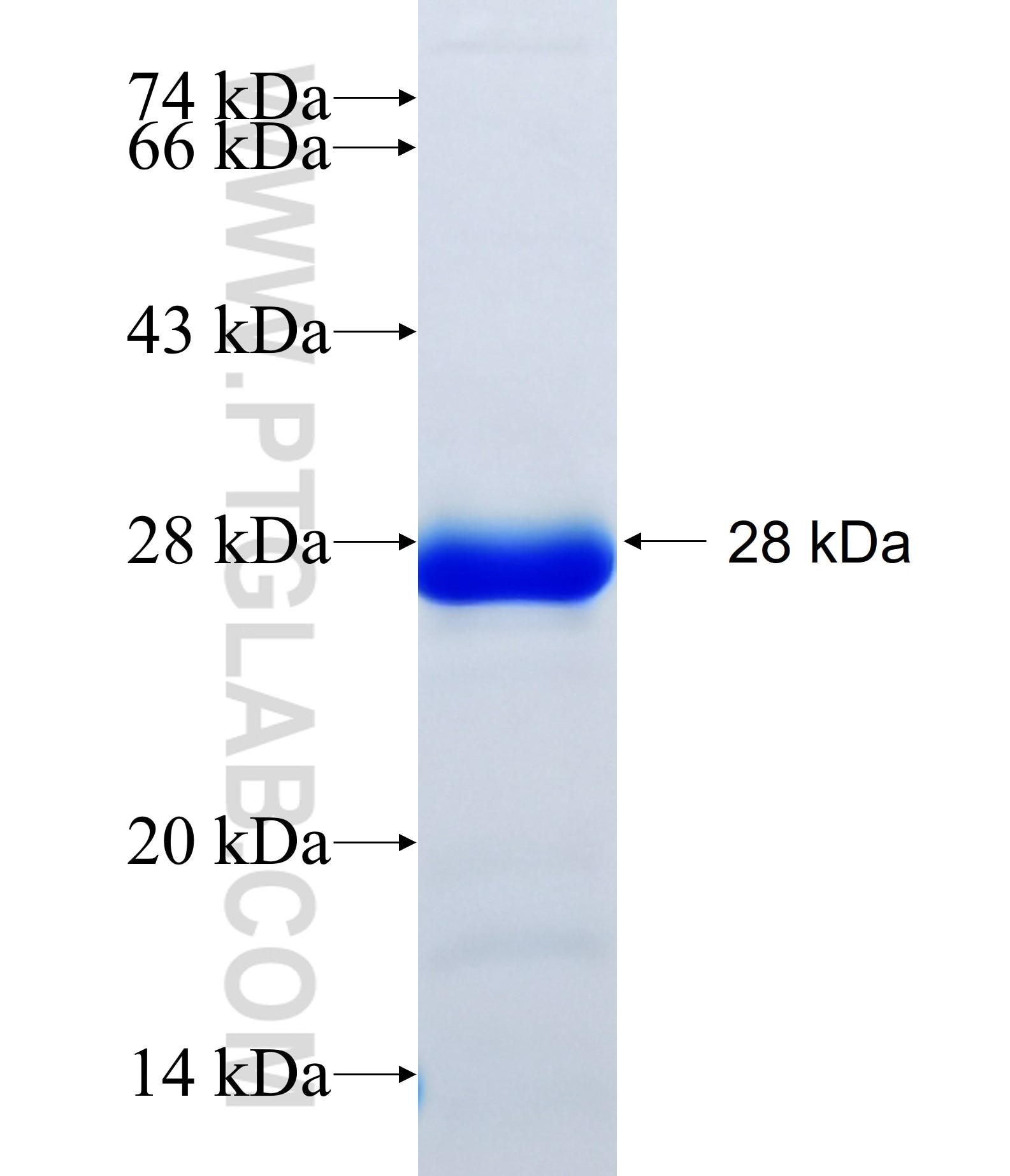ZAR1 fusion protein Ag34731 SDS-PAGE