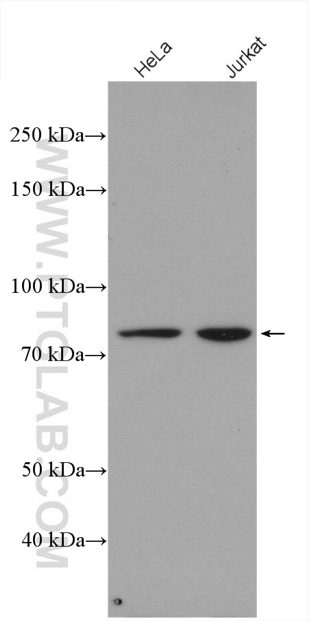 Western Blot (WB) analysis of various lysates using ZBED1 Polyclonal antibody (26140-1-AP)