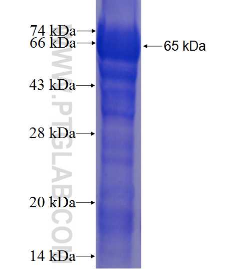 ZBED1 fusion protein Ag23578 SDS-PAGE