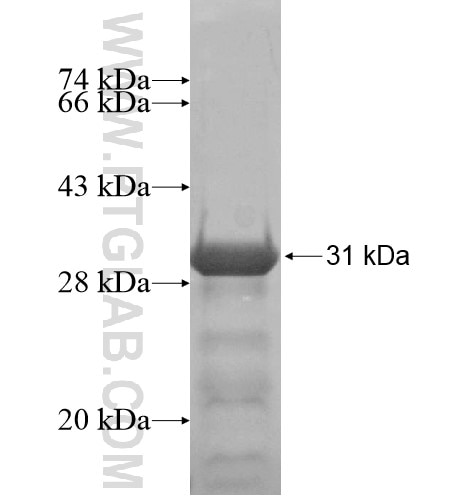 ZBED2 fusion protein Ag14781 SDS-PAGE