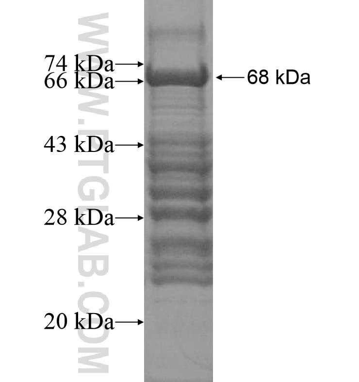 ZBED4 fusion protein Ag16513 SDS-PAGE