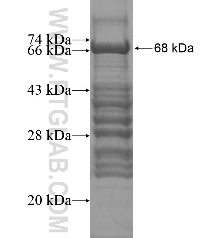 ZBED4 fusion protein Ag16513 SDS-PAGE