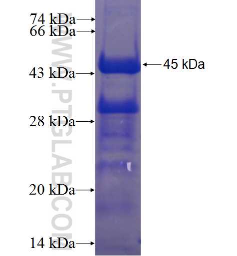 ZBTB1 fusion protein Ag23492 SDS-PAGE