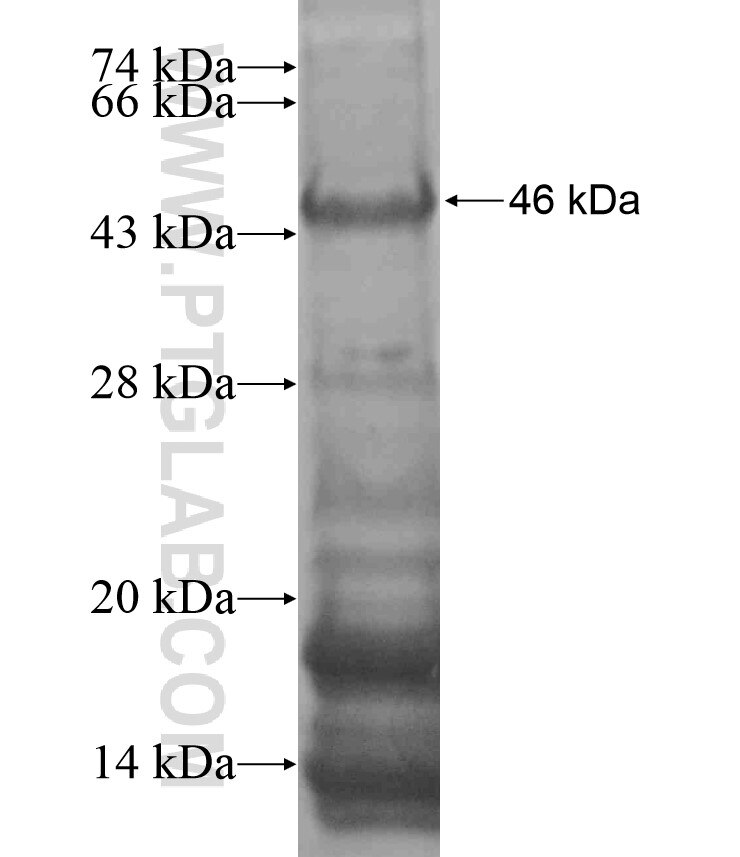 ZBTB11 fusion protein Ag17000 SDS-PAGE