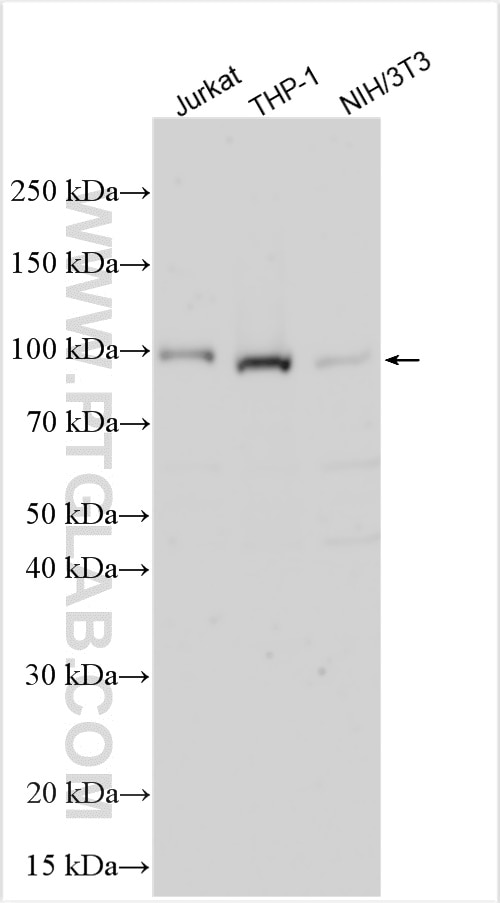 Western Blot (WB) analysis of various lysates using ZBTB17 Polyclonal antibody (22691-1-AP)