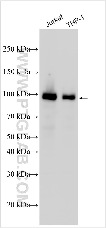 Western Blot (WB) analysis of various lysates using ZBTB17 Polyclonal antibody (22691-1-AP)