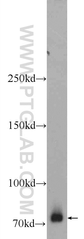 WB analysis of HEK-293 using 23987-1-AP