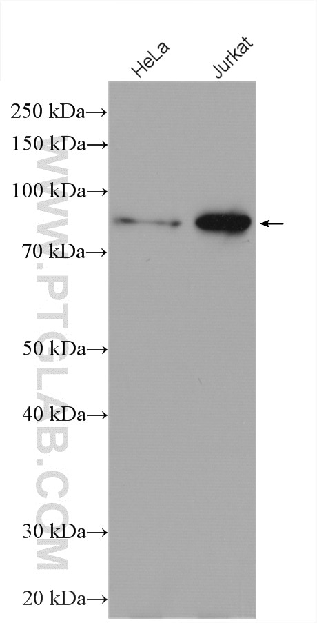 Western Blot (WB) analysis of various lysates using ZBTB24 Polyclonal antibody (27975-1-AP)