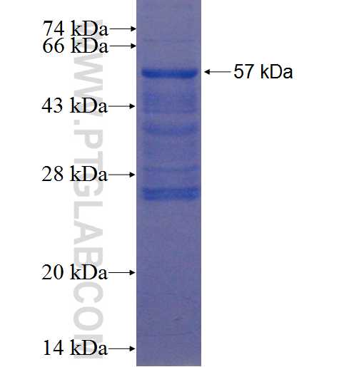 ZBTB25 fusion protein Ag22507 SDS-PAGE