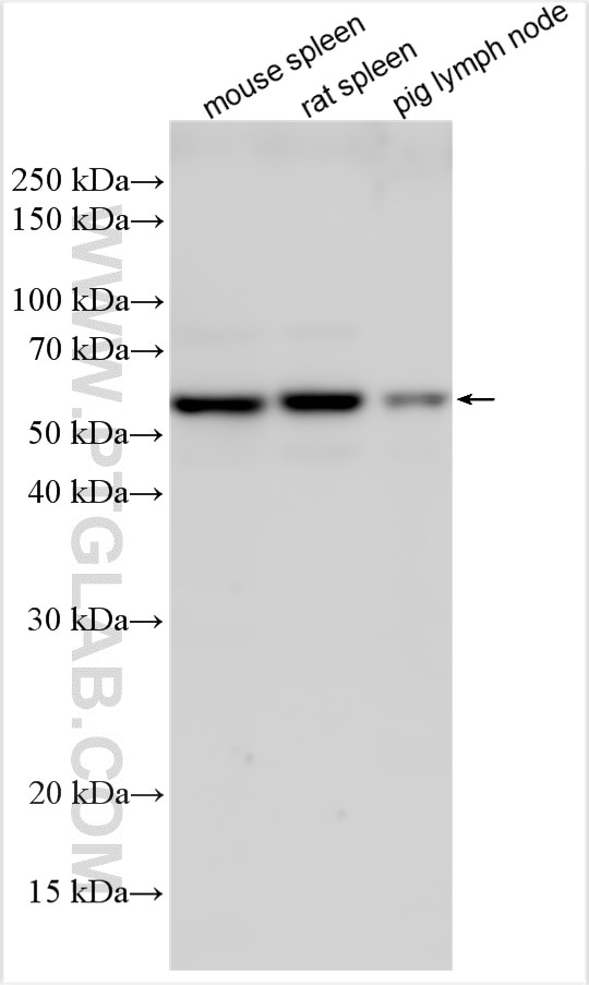 Western Blot (WB) analysis of various lysates using ZBTB32 Polyclonal antibody (12516-1-AP)