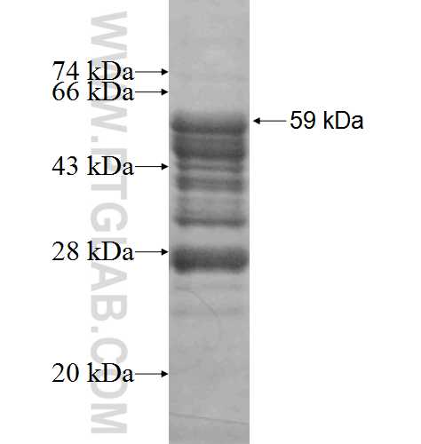 ZBTB32 fusion protein Ag3199 SDS-PAGE