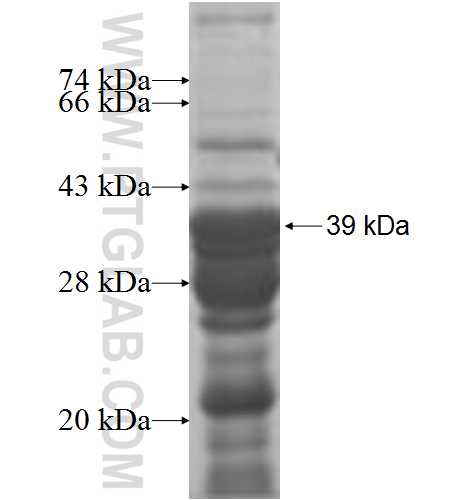 ZBTB32 fusion protein Ag8290 SDS-PAGE