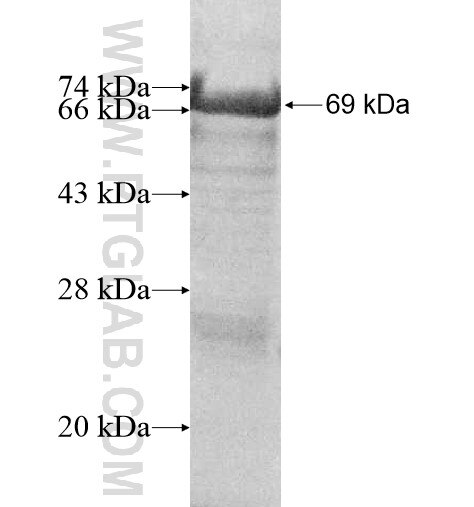 ZBTB4 fusion protein Ag11774 SDS-PAGE