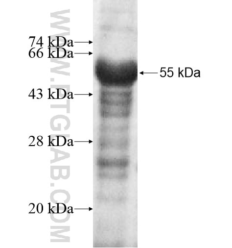 ZBTB4 fusion protein Ag12580 SDS-PAGE