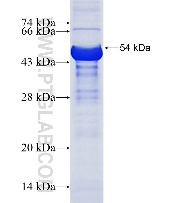 ZBTB4 fusion protein Ag12580 SDS-PAGE