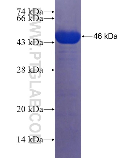 ZBTB46 fusion protein Ag22274 SDS-PAGE