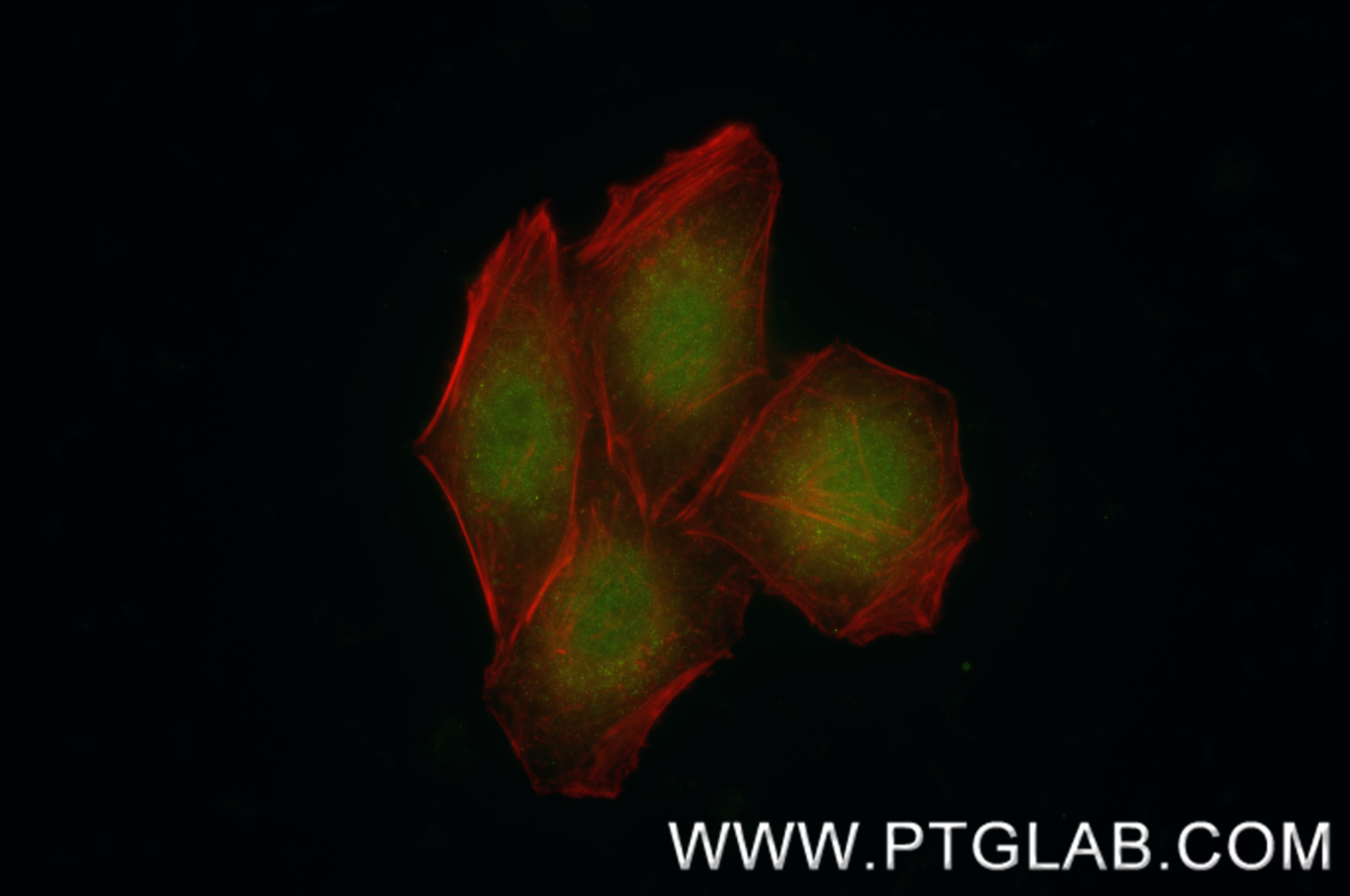 IF Staining of HepG2 using 86981-1-RR (same clone as 86981-1-PBS) Immunofluorescence (IF) / fluorescent staining of HepG2 cells using ZBTB48 Recombinant monoclonal antibody (86981-1-RR)