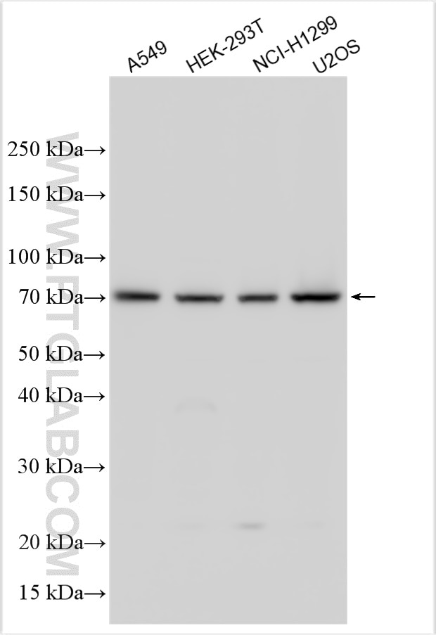 Western Blot (WB) analysis of various lysates using ZBTB7A Polyclonal antibody (18700-1-AP)