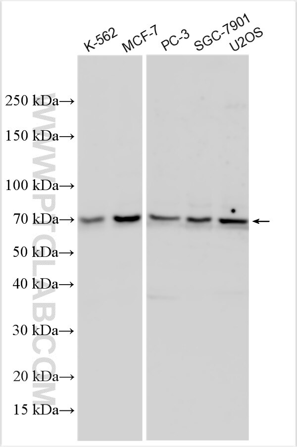 Western Blot (WB) analysis of various lysates using ZBTB7A Polyclonal antibody (30658-1-AP)