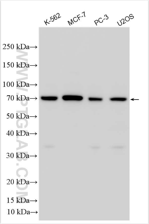 Western Blot (WB) analysis of various lysates using ZBTB7A Polyclonal antibody (30658-1-AP)