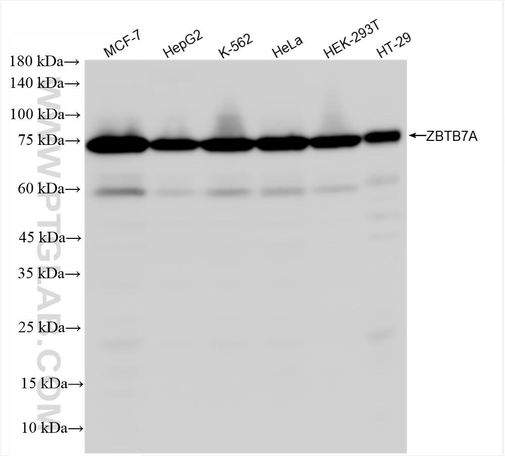 Western Blot (WB) analysis of various lysates using ZBTB7A Recombinant antibody (83616-5-RR)