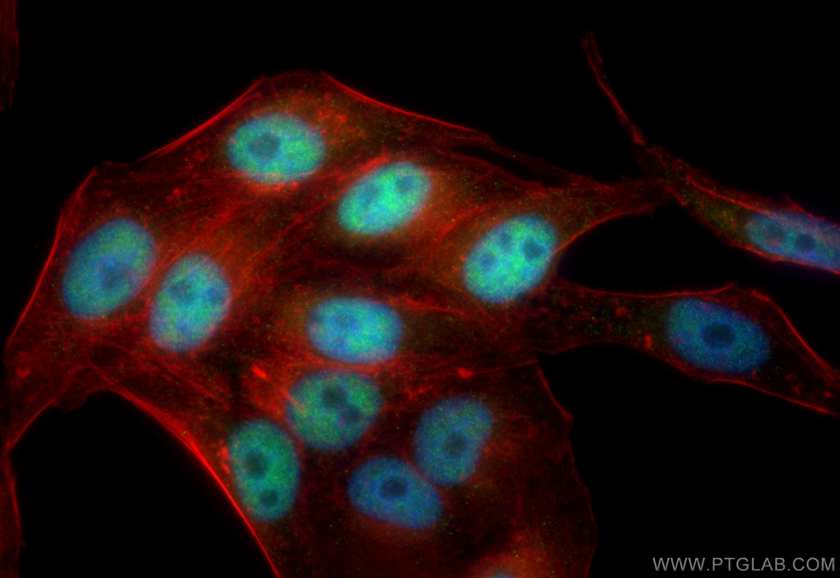Immunofluorescence (IF) / fluorescent staining of HepG2 cells using CoraLite® Plus 488-conjugated ZBTB7A Recombinant a (CL488-83616-5)