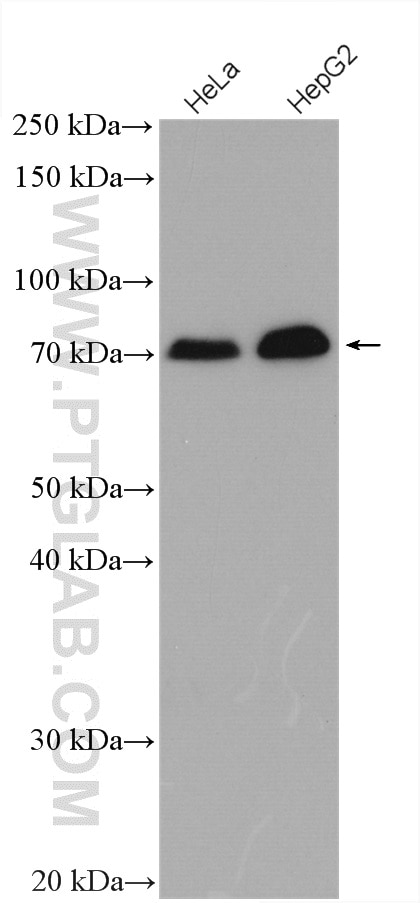 Western Blot (WB) analysis of various lysates using ZBTB7B Polyclonal antibody (11341-1-AP)