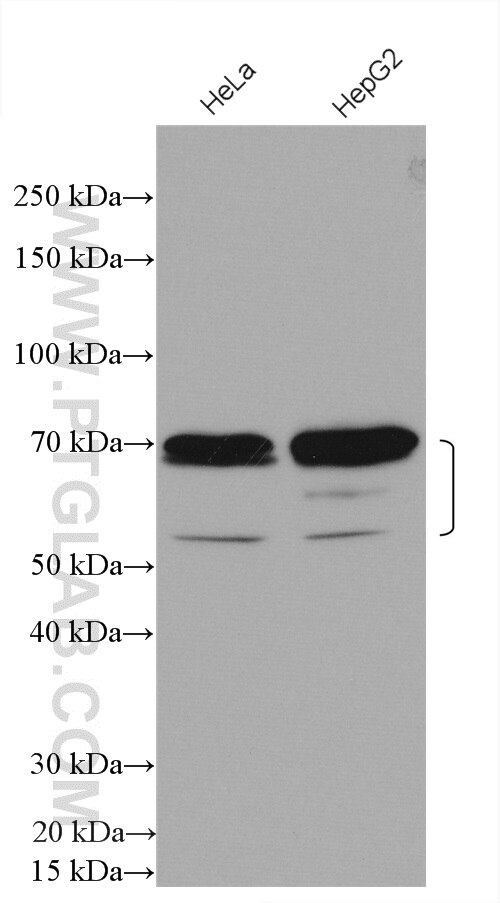 Western Blot (WB) analysis of various lysates using ZBTB7B Polyclonal antibody (28127-1-AP)