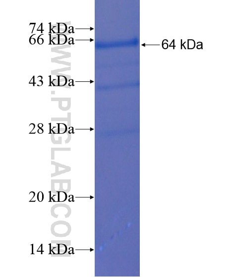 ZBTB8A fusion protein Ag21588 SDS-PAGE
