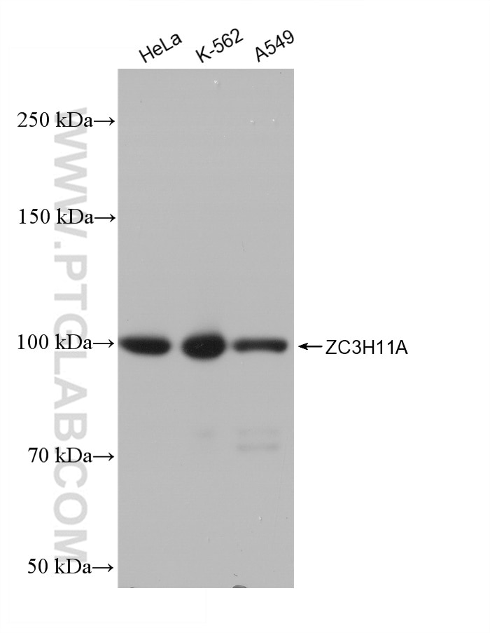 Western Blot (WB) analysis of various lysates using ZC3H11A Recombinant antibody (82912-1-RR)