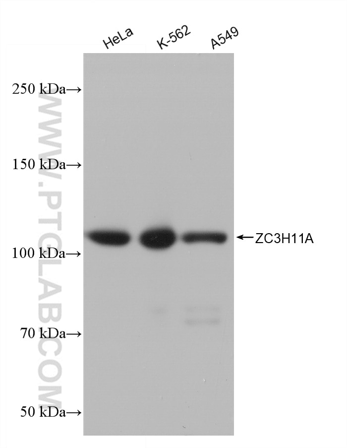 Western Blot (WB) analysis of various lysates using ZC3H11A Recombinant antibody (82912-1-RR)