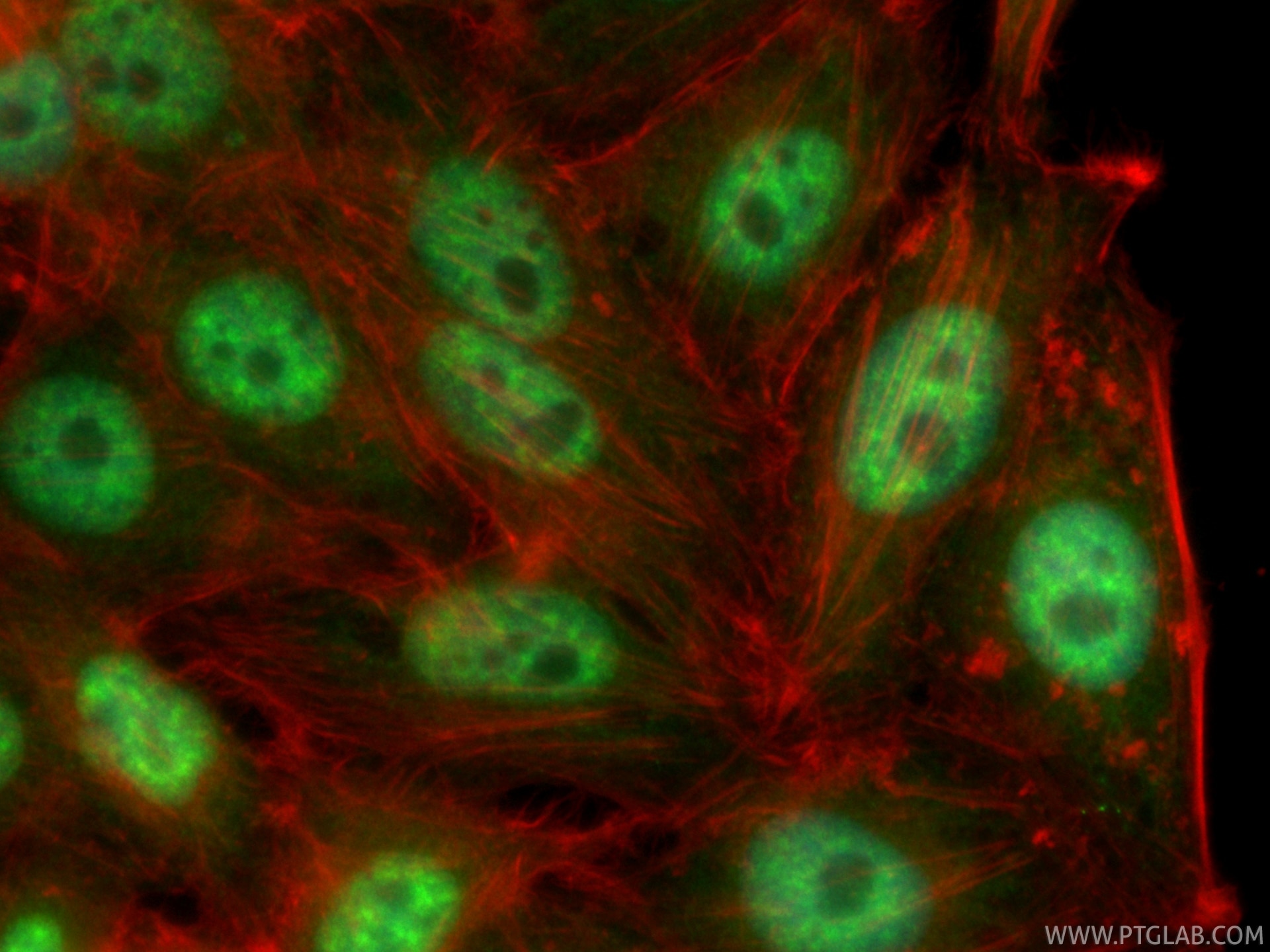 Immunofluorescence (IF) / fluorescent staining of HepG2 cells using CoraLite® Plus 488-conjugated ZC3H11A Recombinant  (CL488-82912)
